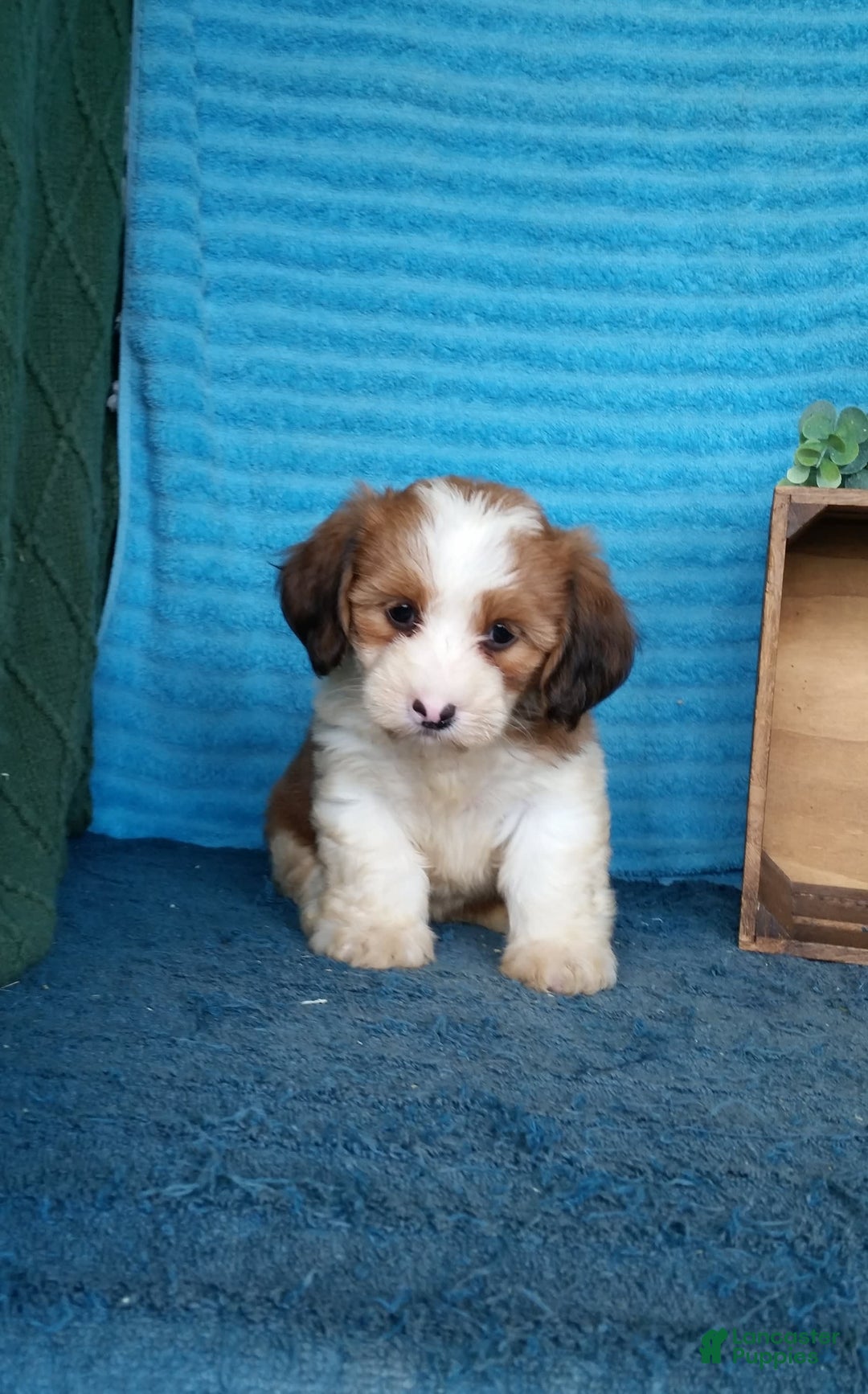 Havanese dogs for sale: Daisy - Image 2