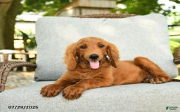 Goldendoodle dogs for sale: Sophie - Image 3