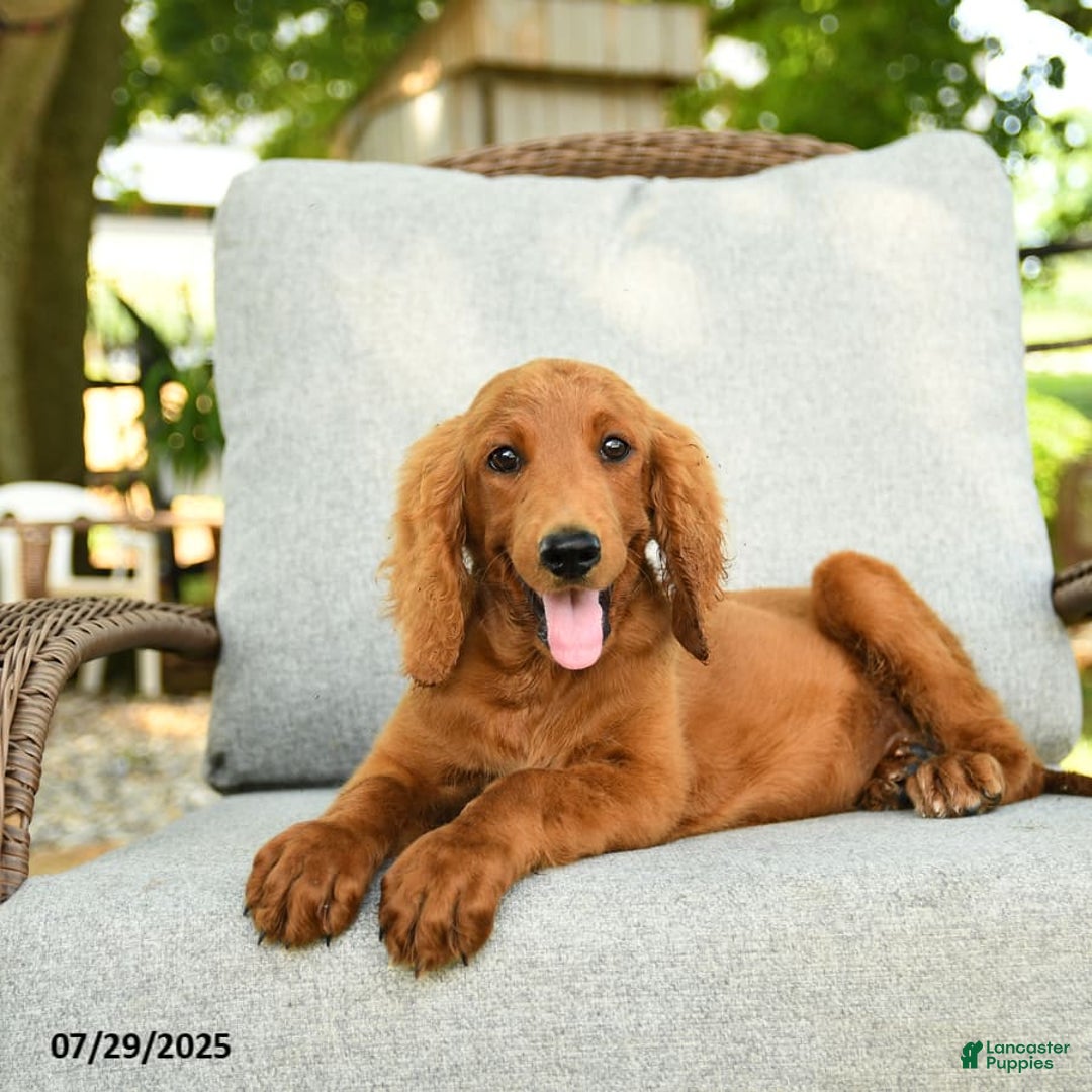 Goldendoodle dogs for sale: Sophie - Image 3