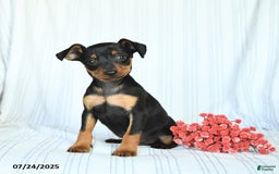 Miniature Pinscher dogs for sale: Bruno - Image 1