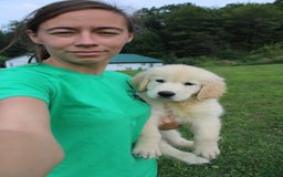 Golden Retriever dogs for sale: Eight Oclock - Image 14