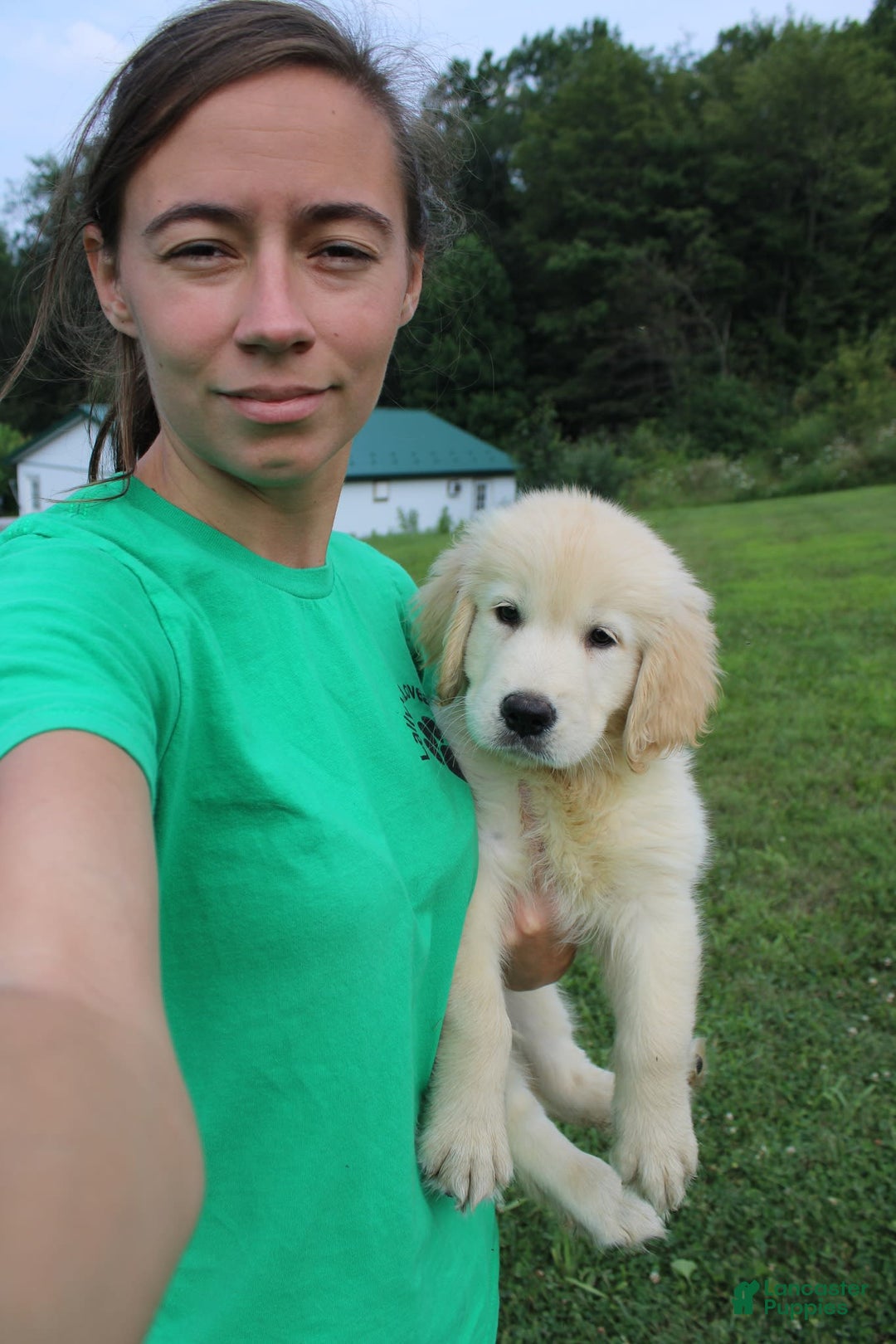 Golden Retriever dogs for sale: Eight Oclock - Image 14