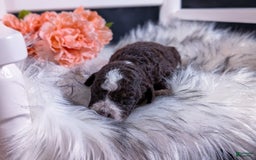Mini Bernedoodle dogs for sale: Mozzarella - Image 4