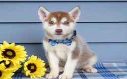 Siberian Husky dogs for sale: Cleo - Image 4