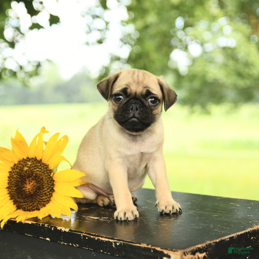 Pug dogs for sale: Roscoe - Image 4