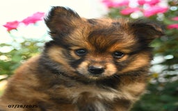 Smooth Fox Terrier dogs for sale: Oscar - Image 5