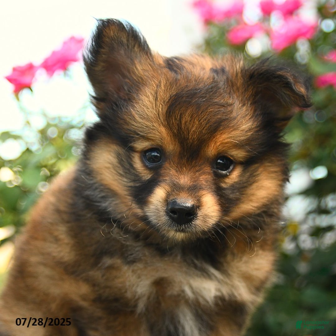 Smooth Fox Terrier dogs for sale: Oscar - Image 5
