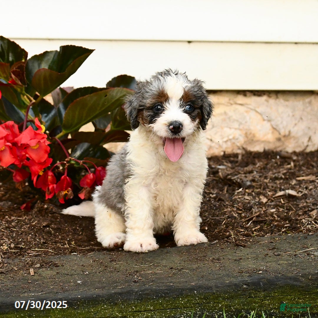 Mini Bernedoodle dogs for sale: Cocoa - Image 2