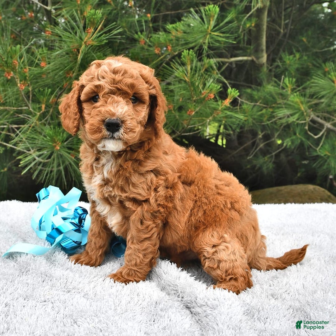 Mini Goldendoodle dogs for sale: Dakota - Image 18