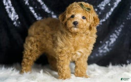 Toy Poodle dogs for sale: Mannie - Image 4