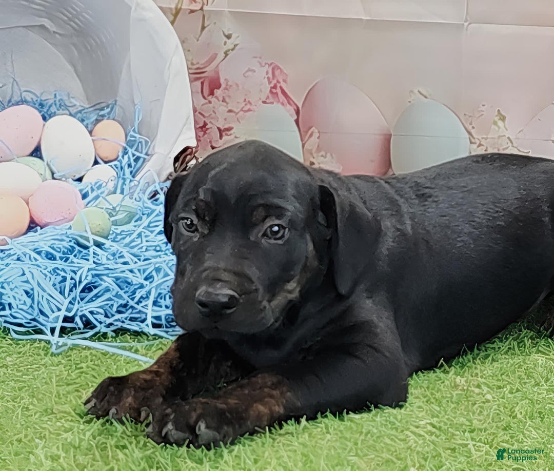Catahoula Leopard Dog dogs for sale: Love Bug 2025 M1 - Image 1