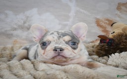 French Bulldog dogs for sale: Remi - Image 10