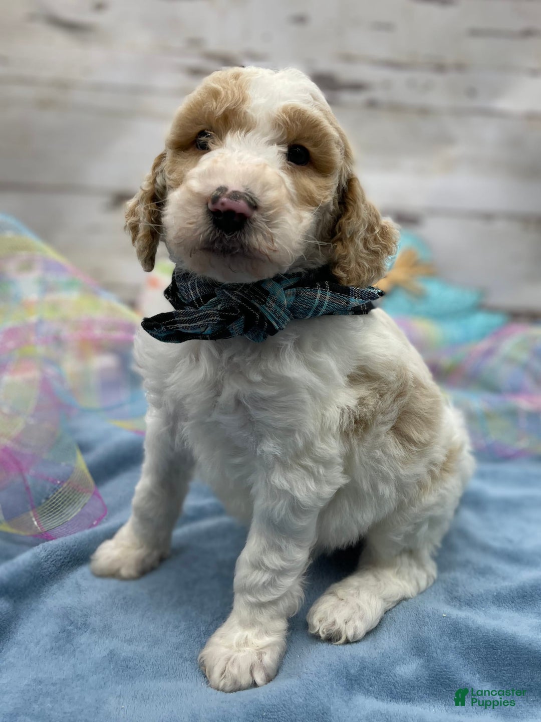 Standard Poodle dogs for sale: Gus - Image 14
