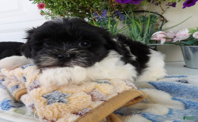 Teddy Bear dogs for sale - Ad 2