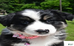 Miniature Australian Shepherd dogs for sale: Julie - Image 2