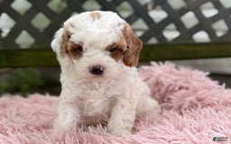 Cavapoo dogs for sale: Bianca - Image 10