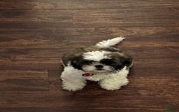 Teddy Bear dogs for sale: Noname - Image 4