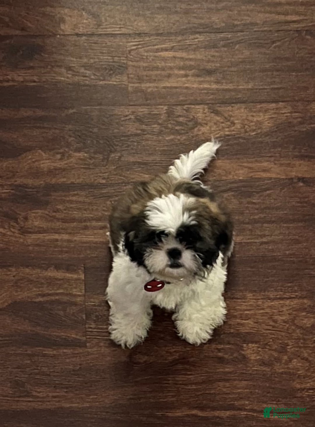 Teddy Bear dogs for sale: Noname - Image 4