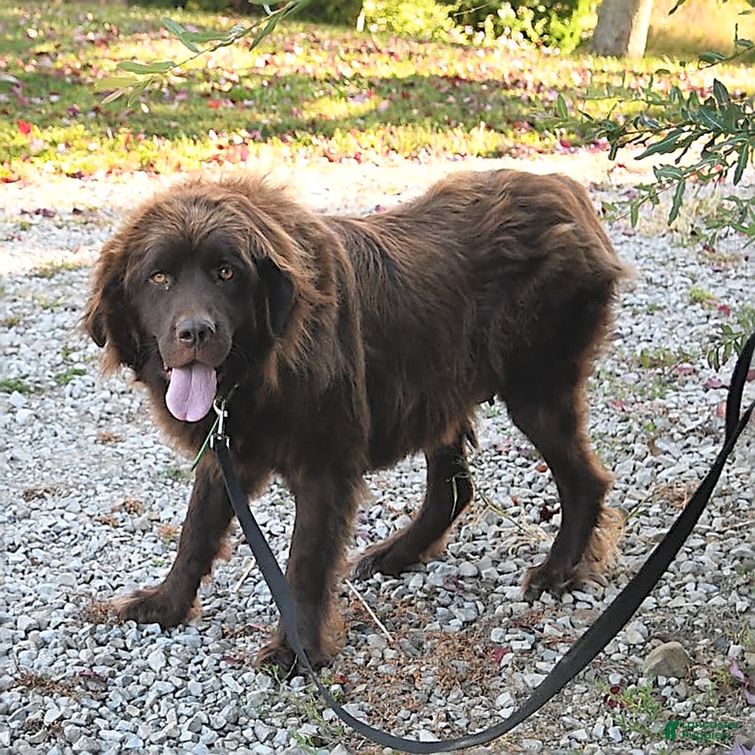 Newfoundland dogs for sale: Violet - Image 6
