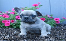 French Bulldog dogs for sale: Lennon - Image 2