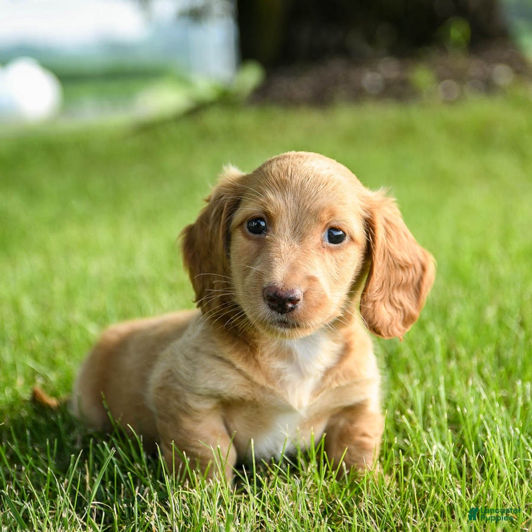 Miniature Dachshund dogs for sale: Chocolate - Image 6