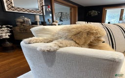 Labradoodle dogs for sale: Multigenerational Coco - Image 31