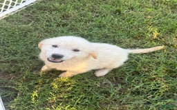 Golden Retriever dogs for sale: Ladies babies - Image 2