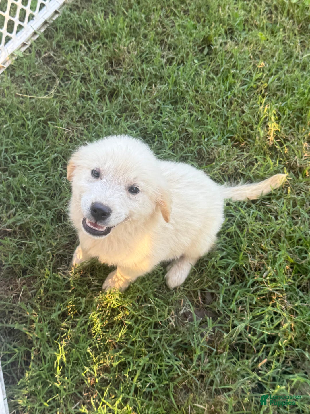 Golden Retriever dogs for sale: Ladies babies - Image 2