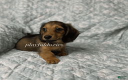 Dachshund dogs for sale: Shaded Cream Male - Image 2