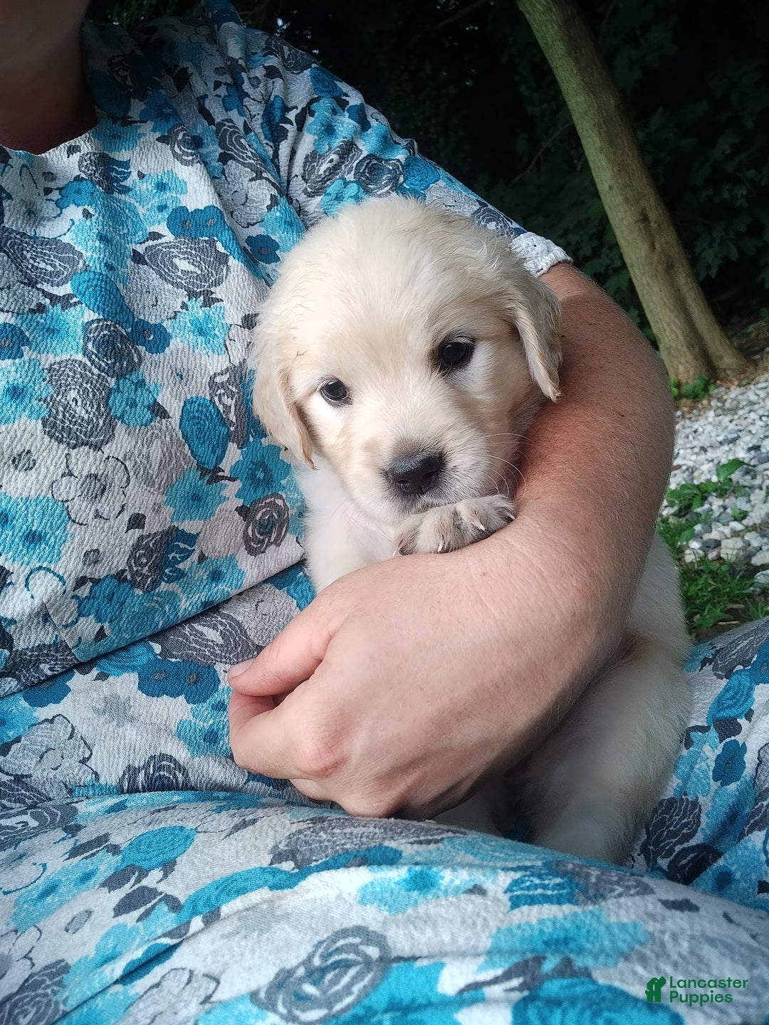 Golden Retriever dogs for sale: Pixie - Image 13