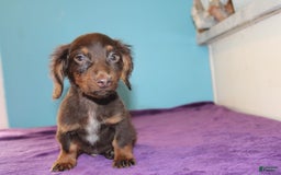 Dachshund dogs for sale: Dachshund 4 puppies - Image 29