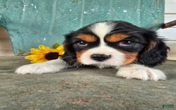 Cavalier King Charles Spaniel dogs for sale: Dane Small Tri Colored Male - Image 9