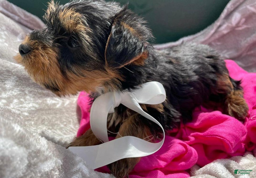 Yorkshire Terrier dogs for sale: Lena - Image 9