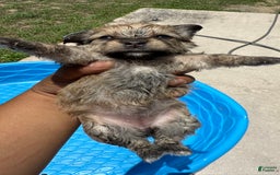 Yorkshire Terrier dogs for sale: Cookies/ Chips Ahoy - Image 1
