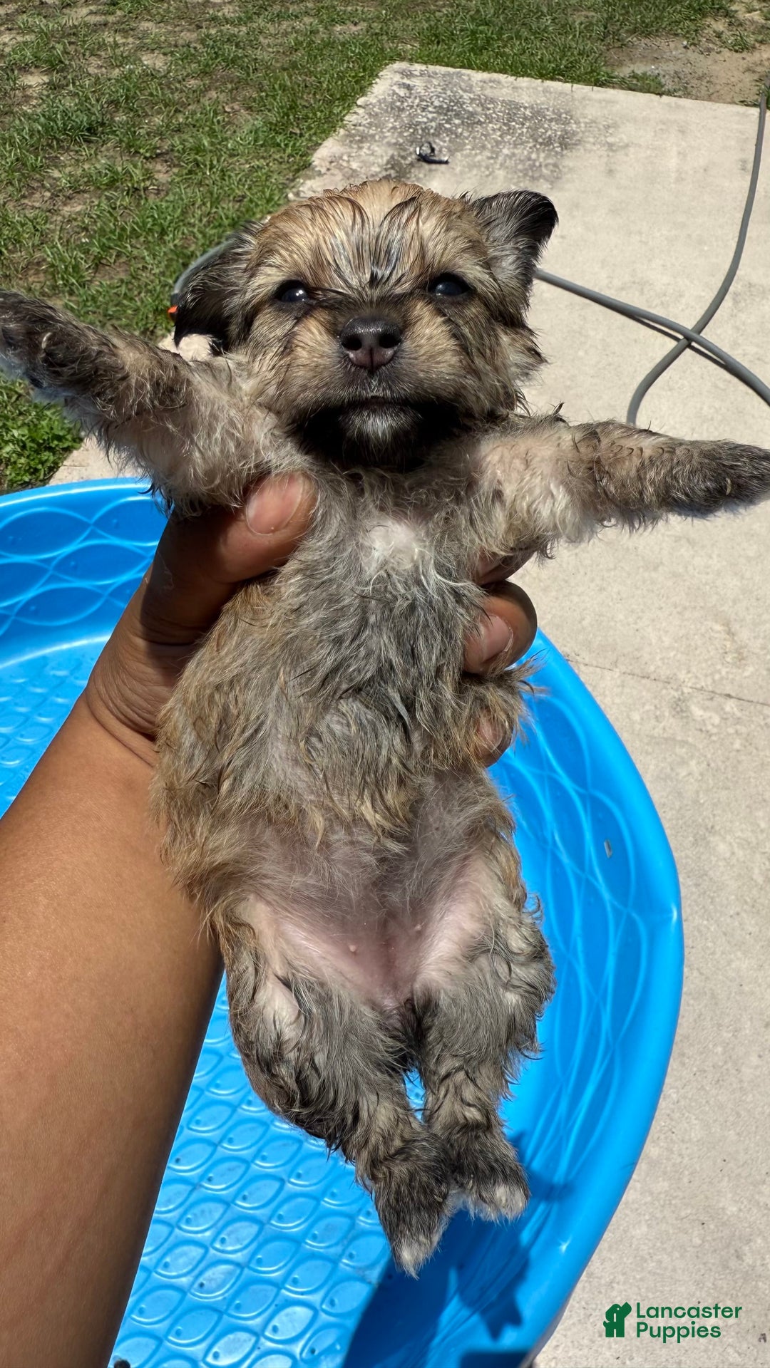 Yorkshire Terrier dogs for sale: Cookies/ Chips Ahoy - Image 1
