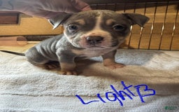 American Bully dogs for sale: Light Blue - Image 1