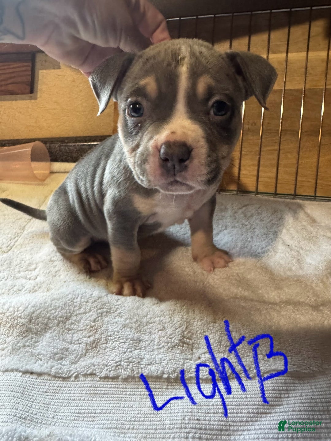 American Bully dogs for sale: Light Blue - Image 1