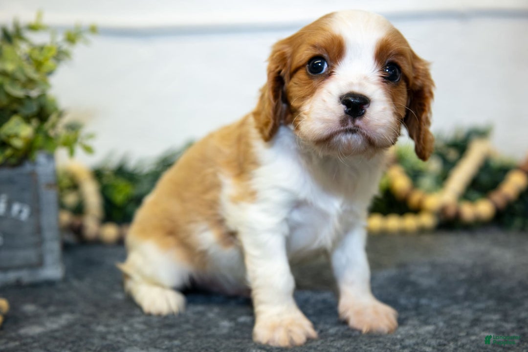 Cavalier King Charles Spaniel dogs for sale: Casper - Image 3