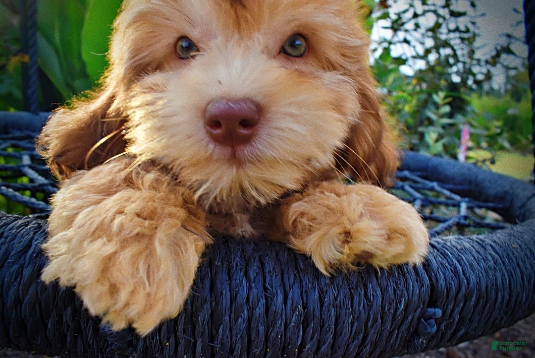 Havapoo dogs for sale: Kewtie - Image 15