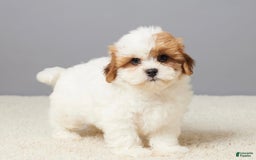 Teddy Bear dogs for sale: Cooper - Image 2