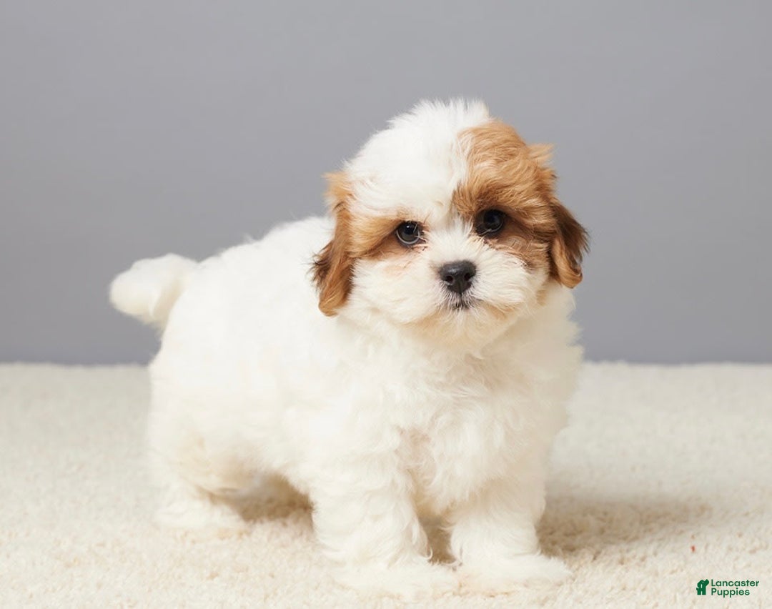 Teddy Bear dogs for sale: Cooper - Image 2