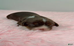 Cavalier King Charles Spaniel dogs for sale: Willow - Image 2