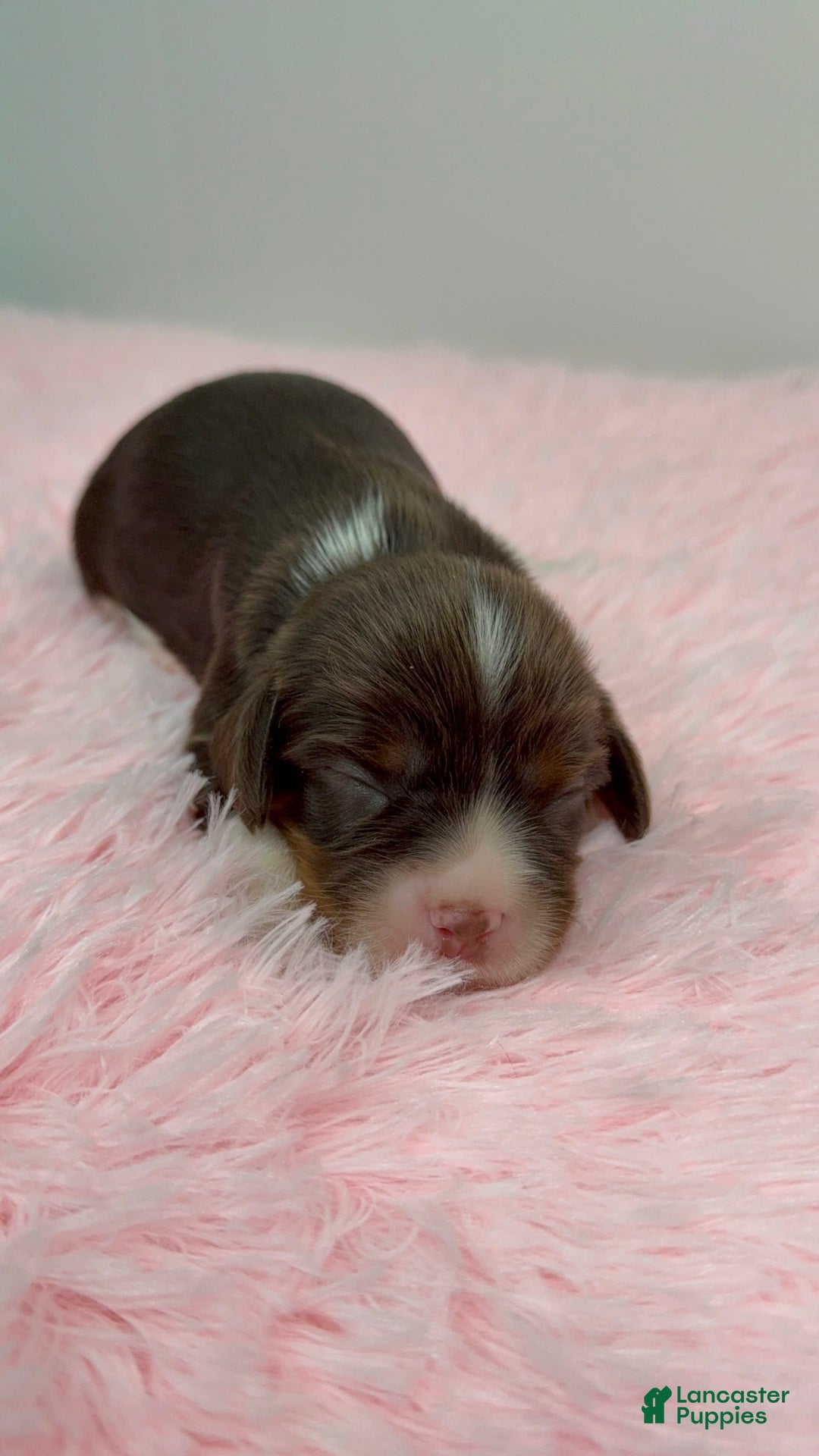 Cavalier King Charles Spaniel dogs for sale: Willow - Image 2