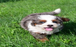 Mini Bernedoodle dogs for sale: Cassidy - Image 2