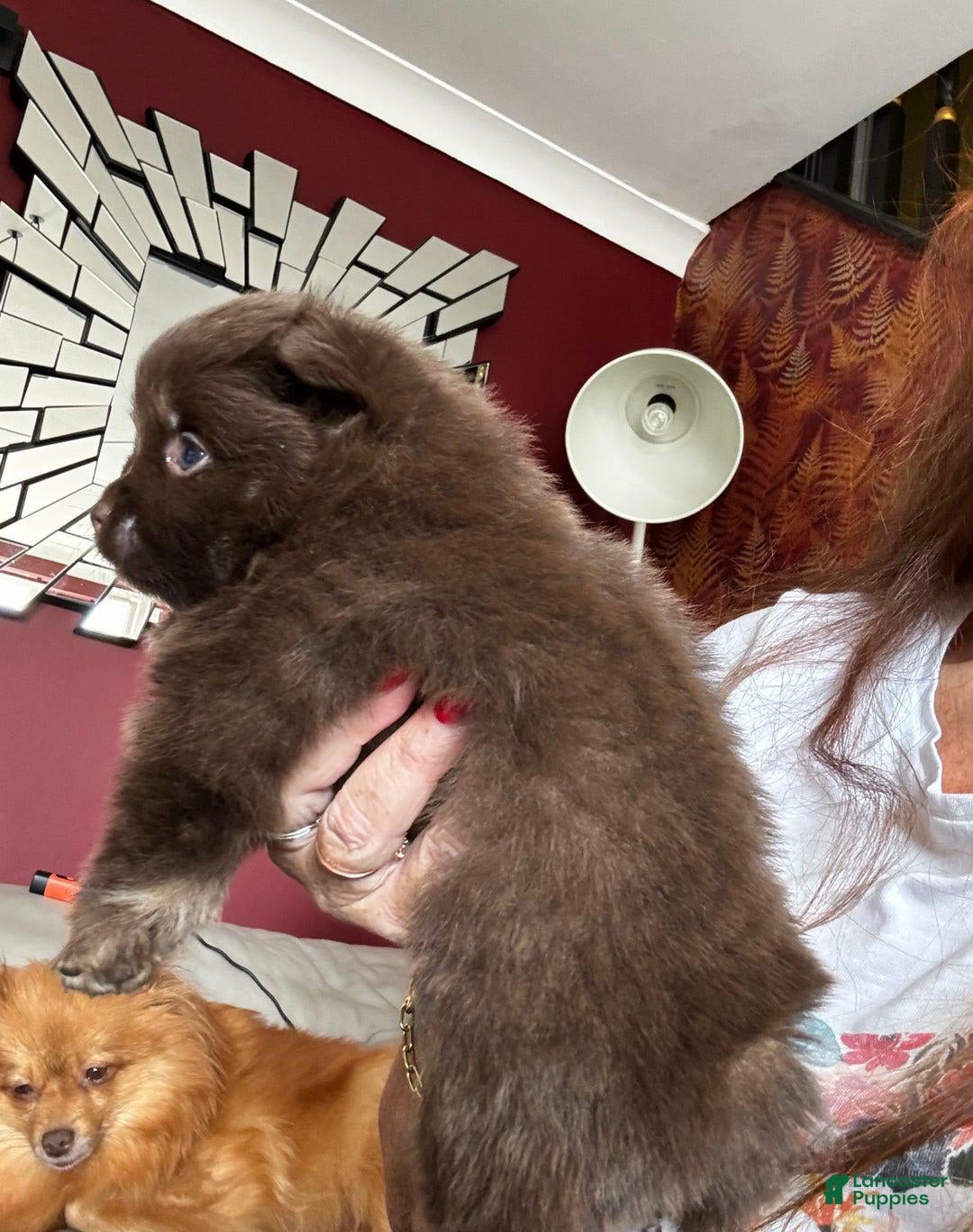 Pomeranian dogs for sale: Nexy - Image 3