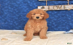 Goldendoodle dogs for sale: Lassie - Image 1