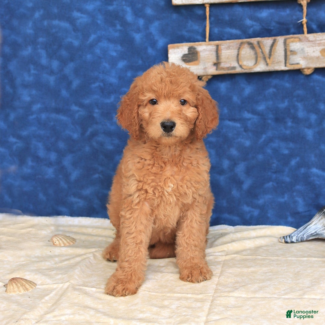 Goldendoodle dogs for sale: Lassie - Image 1
