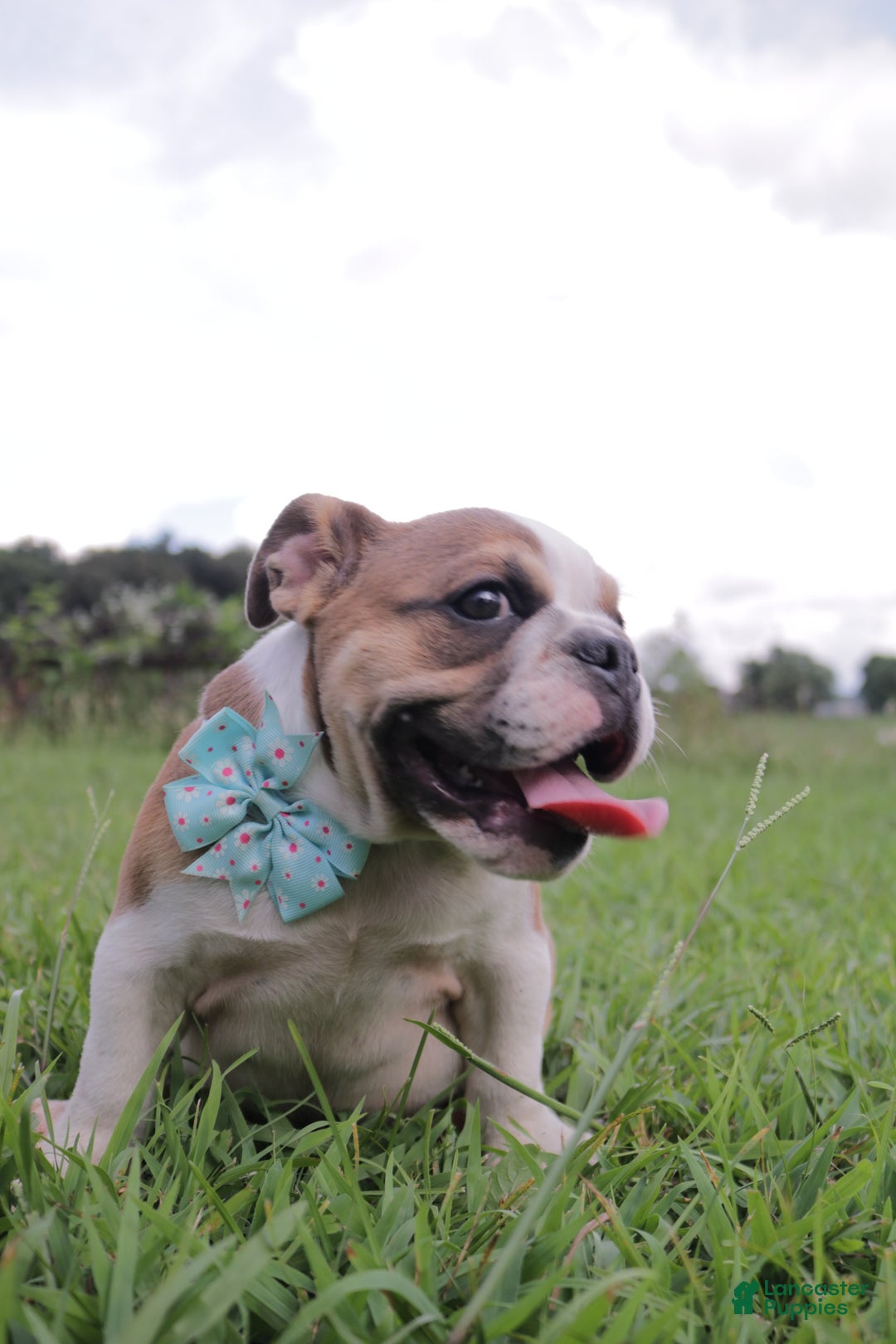 English Bulldog dogs for sale: Frannie - Image 4