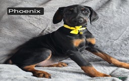 Doberman Pinscher dogs for sale: Phoenix - Image 2