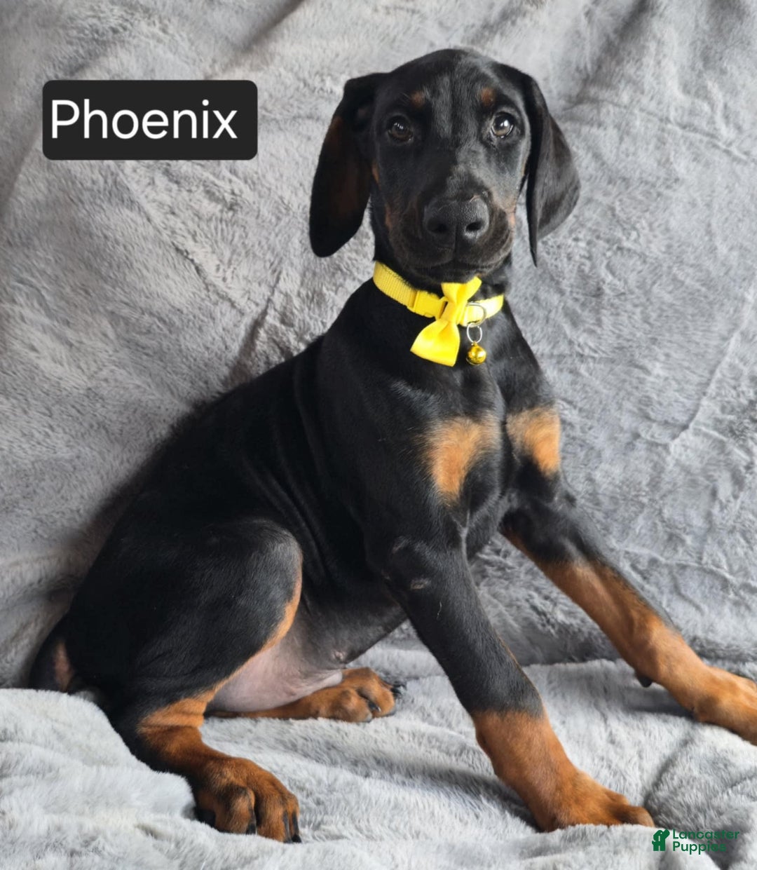 Doberman Pinscher dogs for sale: Phoenix - Image 2